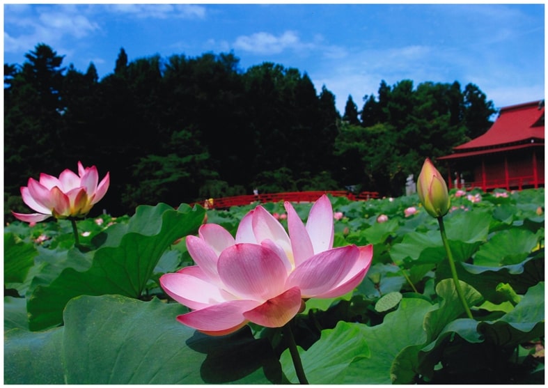 猿賀公園の蓮の花 平川市観光協会