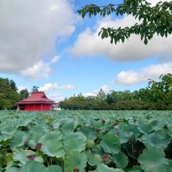 猿賀公園の様子2023