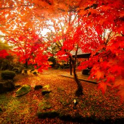 ひらかわ紅葉めぐり2025【10/18～11/9】