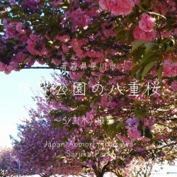 猿賀公園の桜 開花状況2024