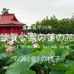猿賀公園の蓮の花の様子2024