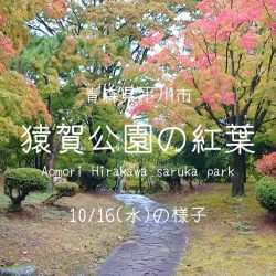 猿賀公園の紅葉の様子2024