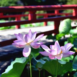 猿賀公園