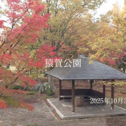 猿賀公園の紅葉の現在の様子2025