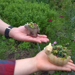 多肉植物寄せ植えワークショップinGARDEN大きなくりの木の下で