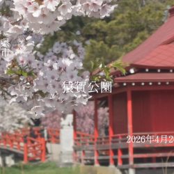 猿賀公園のさくら開花情報2026