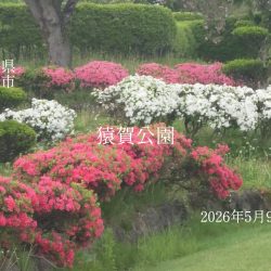 猿賀公園の様子2026