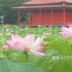 猿賀公園の蓮の花の様子2026